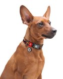 Collar WauDog Nylon Obroża nylonowa z QR-paszportem, plastikowy fastex, wzór ZĘBATE POTWORY, L 25mm/33-49cm