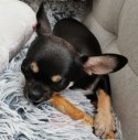4DOGS Gryzak z drzewa kawowego L