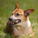 4DOGS Gryzak z poroża XXL hard