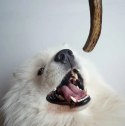 4DOGS Gryzak z poroża XS hard