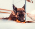 LickiMat Wobble Miska głęboka Jeżyk miękka pomarańczowa