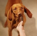 Carnilove Dog Jerky Beef Fillet - wołowina filet 100g
