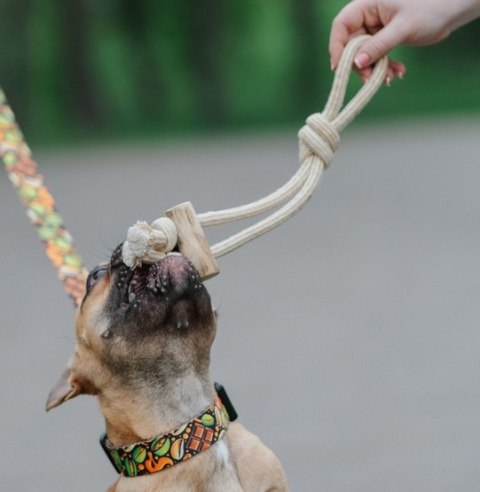 Dingo Psia-Kawka Gryzak z drewna kawowego sznurowy przeciągacz 37cm