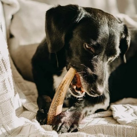 4DOGS Gryzak z poroża S hard